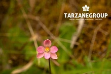 THELYMITRA LUTEOCILIUM AUSTRALIAN TERRESTRIAL ORCHID TUBER