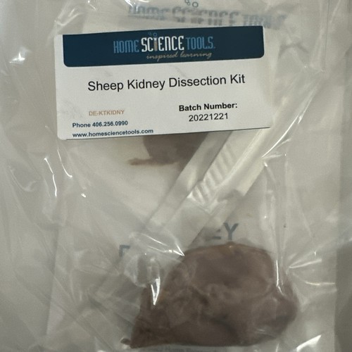 Sheep Kidney Dissection Kit - 第 2/3 張圖片