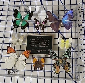 Butterflies Vintage | eBay