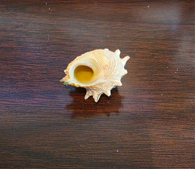 Seashell - Astralium calcar  Seashell - 40 mm - called "STAR TURBIN"