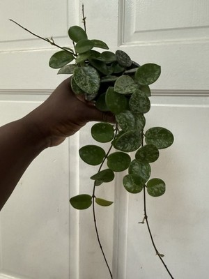hoya mathilde High splash XL large Leafs