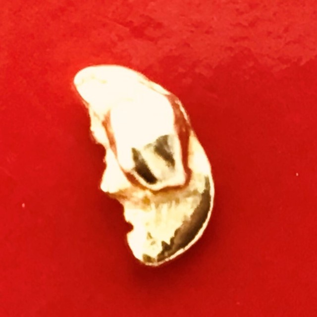 0.39 grams Natural Native Australian Solid High Quality Alluvial Gold Nugget 0.39 grams Natural Native Australian Solid High Quality Alluvial Gold Nugget