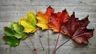 Red Maple Tree 12”-18” Fast Growing/Shade BUY MULTIPLE TO SAVE ON SHIPPING!!! — photo 1