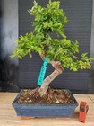 bonsai  olmo cinese   h 49 cm visita il negozio