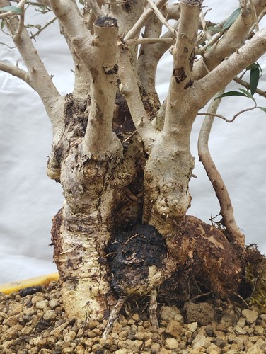 Bonsai Olivastro 60x50cm In Vaso Spedizione Gratuita Pianta Albero Maestoso ⭐‼️ - Foto 2 di 14
