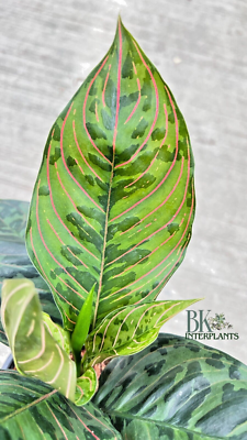 Aglaonema Army (Pictum tricolor X Rotundum) Hybrid Houseplants Rare Free  Phyto | eBay