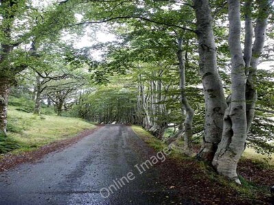 Photo 6x4 Beech trees on the Fernaig Road Achmore/NG8533 A remarkable ...