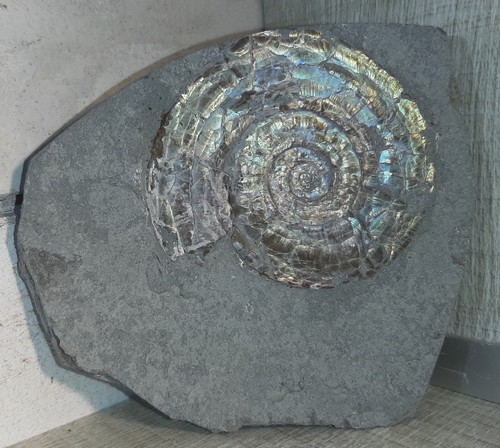 Ammonite PSILOCERAS PLANORBIS de l'Hettangien du Royaume-Uni, 11x9,8x1,2cm