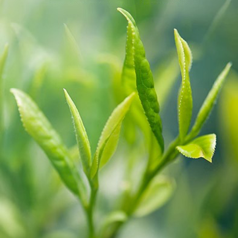 250g Taiwan Milk Oolong Tea High Mountain Alishan Jin Xuan Oolong Tea Loose Leaf 699968087033 eBay