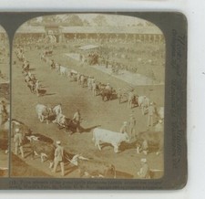 Prize Winner Cattle Show World's Fair St Louis 1904 Underwood Stereoview