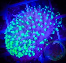 SAF~ Toadstool Leather Coral Frag,  “WYSIWYG” Soft, Coral Colony, SPS, LPS