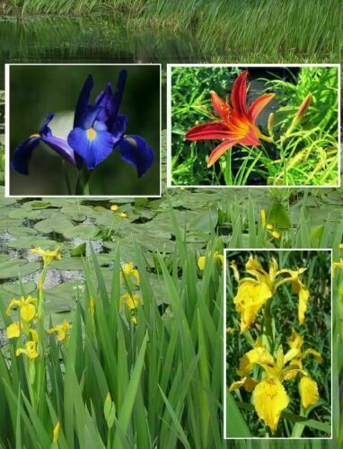 Sumpfiris Sortiment Set blühende Filterpflanzen gegen Algen für den