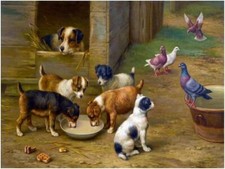 Pigeon Puppies Farmyard Accent Tile Mural Kitchen Wall Backsplash Marble Ceramic