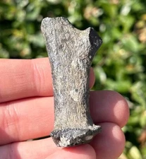 Florida Fossil Deer Antler 2.11” Mammal Ice Age Pleistocene Bones Odocoileus