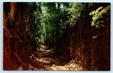 POSTCARD The Old Trace Natchez Parkway Sunken Road Spanish Moss Mississippi