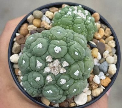 Sale Rare Plant Astrophytum asterias 'Wu kong' WYSIWYG Own Root Boutique Garden