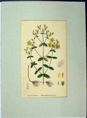 Alter antiker Druck gewellt-blättrige Johanniskraut Kräuterpflanze um 1896 botanisch 19.