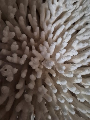 Decorative White Coral Used for Coastal Home Displays and Aquariums Large