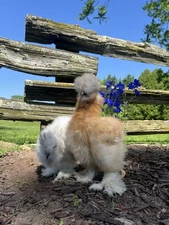 3 silkie hatching eggs 