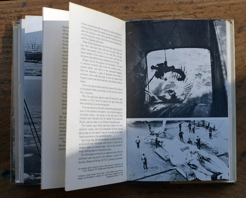 OLD BOOK Whaling Around Australia. A history 1969 - Picture 9 of 14