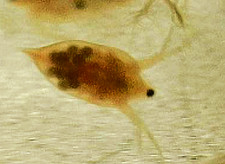  Buy 2 Get 1 FREE 500 Live Daphnia Magna 500 LOCAL ONLY