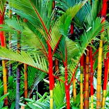 RED SEALING WAX "LIPSTICK PALM" TREE SEEDS (Cyrtostachys renda) House Plant RARE