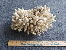Vintage Large Natural White Stem Sea Coral  11"x7"x6"