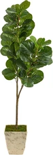 5.5Ft. Fiddle Leaf Fig Artificial Tree in Country White Planter