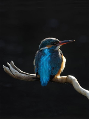 Common Kingfisher   **    Postkarte  *** EISVOGEL   # 17