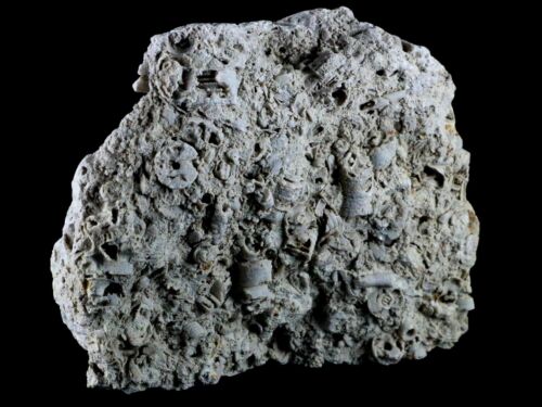 XL 5.5" Quality Crinoid Stems Echinoderm Fossil Plate Matrix Sea Lilly 1 LB 5 OZ - Picture 3 of 10