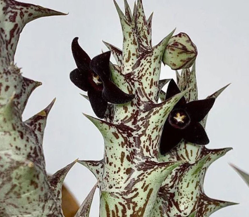 🌟Rare  Pachycymbium decaisneanum- Exotic Black Star Carrion Succulent🌟