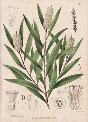 Myrtle heath honey-myrtle tea-tree flower botany Schmidt lithograph 1860