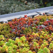Sedum Stonecrop Mix in 9cm Pots - Evergreen UK Hardy