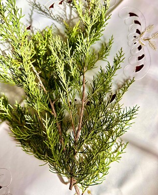 24oz Fresh Cuttings Natural Pine Branches Juniper Cypress Fresh Essential Smell