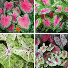 (3) CALADIUM Mystery Colors  Bulbs NEW CROP 2023