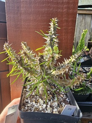 Euphorbia Brachyphylla Rare Live Succulent Cactus 4" Pot | eBay