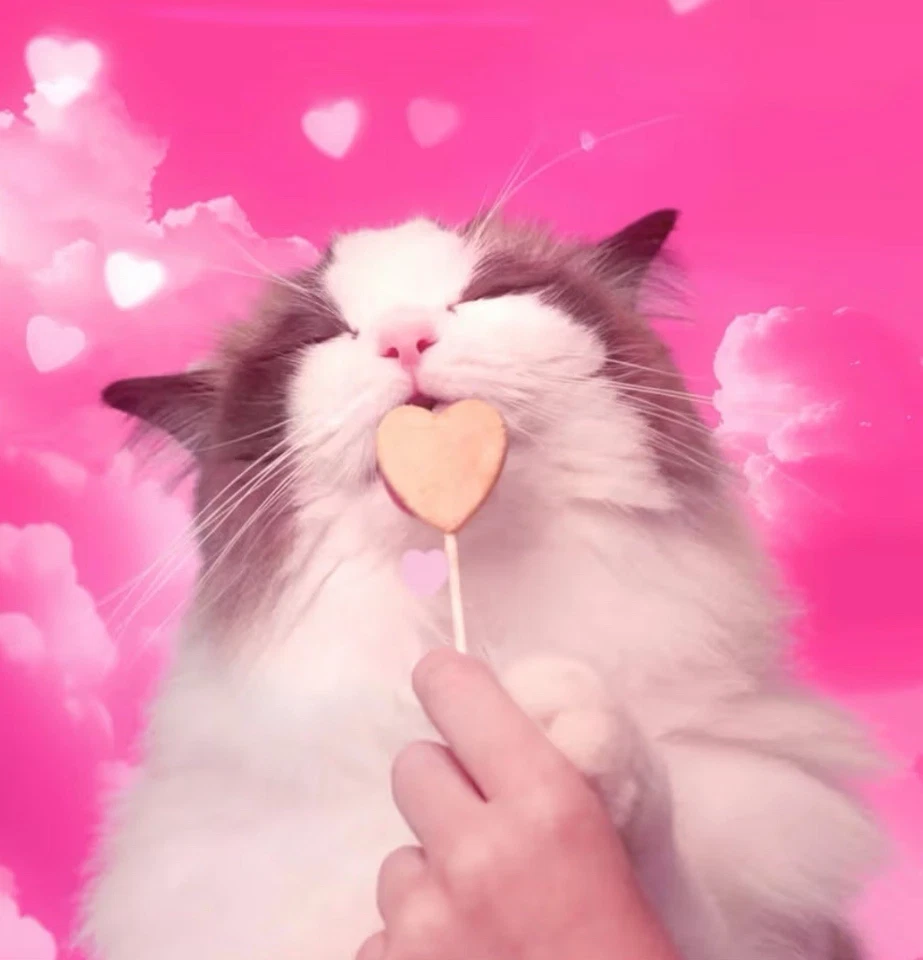 Bonkers Purrpops Freeze Dried Chicken Cat Treats, 36 Count - Image 4 of 4