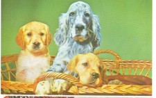 DOG-ENGLISH SETTER PUPPY-GOLDEN RETRIEVER PUPPIES-#6-16-55-60-(DOG-353)
