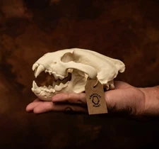 Lifesize Wolverine Skull Realistic Replica Model | Museum-Grade Collectable bone