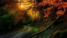 Landscape nature photography forest fall trees sunset Custom Gaming Mat Desk