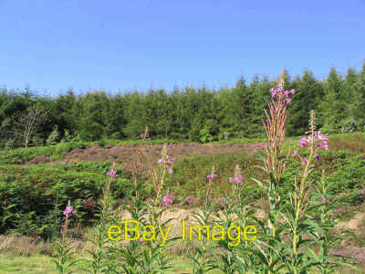 Foto 6x4 Der Waldrand auf Staney Hill Skelfhill aus dem Wald betrachtet c2007