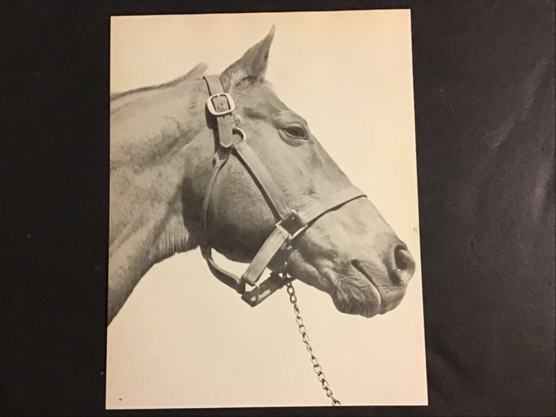 MAN O’ WAR 8” X 9”  photo Horse Racing CHAMPION