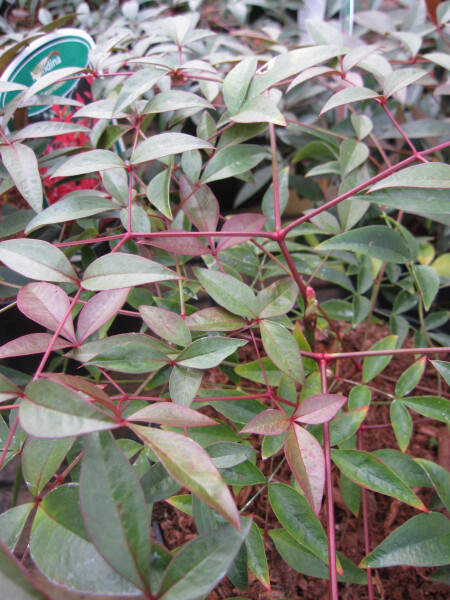 Nandina domestica Flirt  - Himmelsbambus - Heiliger Bambus - 30-40cm |  eBay.de