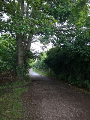 Photo 6x4 A tree-lined section of the Thames Path Sunbury Between the Riv c2015