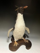 Farce, véritable oiseau rare bon état, taxidermie pingouin