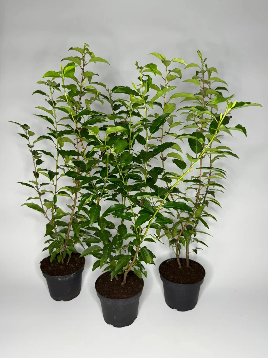 monstera riecht Monstera Deliciosa XXL, 120cm – vielgrün main image 1