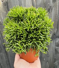 NEW Rhipsalis, Trailing Jungle Cactus Or Mistletoe Cactus