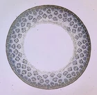 Antique microscope slide. T.S. Stem of Bamboo. Bambosa metake.