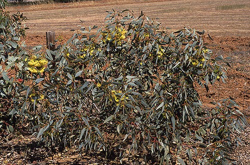 Eucalyptus pimpiniana - Dwarf Pimpin Mallee - 30 Seeds - Picture 6 of 6