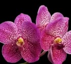 New ListingVanda Somsri Pink x Blitz Heartthrob Bs Large Mature Blooming Size Orchid